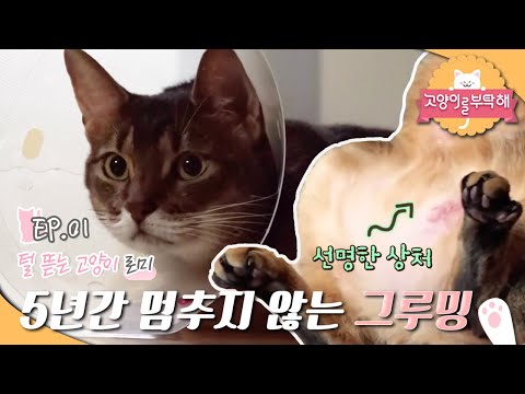 고양이를 부탁해 - 털 뜯는 고양이, 로미의 속사정_#001