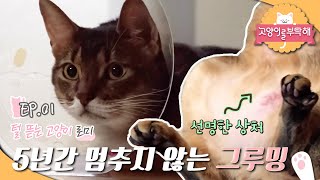 고양이를 부탁해 - 털 뜯는 고양이, 로미의 속사정_#001 screenshot 1