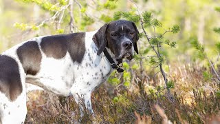 The Power and Performance of Pointer Dogs in Competitive Field Trials