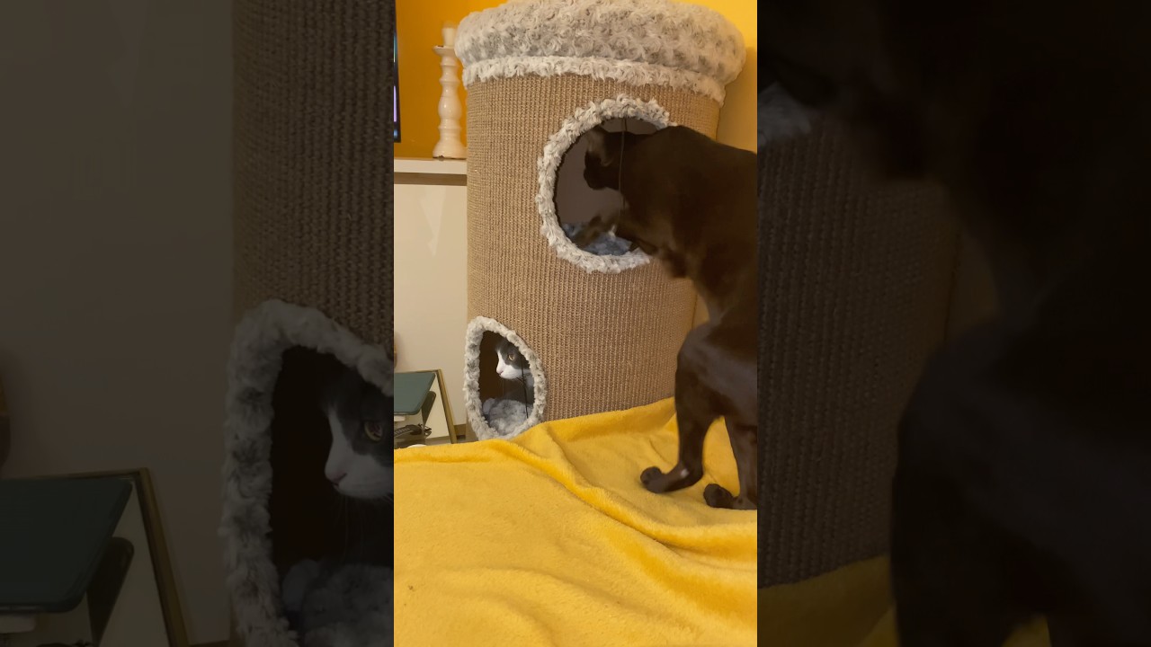 Кай с Дюшей делят этажи🐈