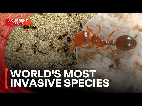 High-stakes race against time to stop the spread of fire ants | A Current Affair