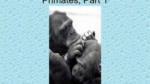 Primates Part 1