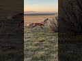 Eagle and Fox Chase Rat: Who Will Win? #viral #wildlife #animals#eagles