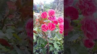 Download Lagu harus ditopang biar nggak roboh #rose #roses #rosesflower #roseflower #redrose #redroseflower MP3