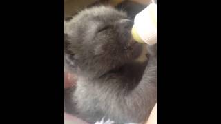 Cute kitten bottle feeding!! Must watch!