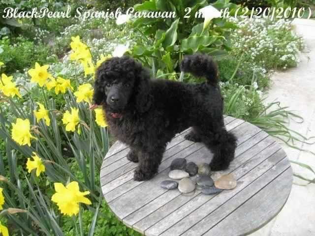 black pearl poodles