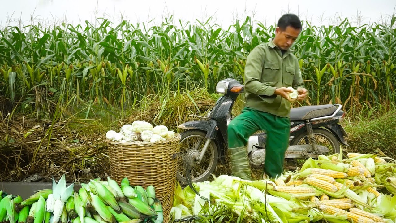 New Farm Warehouse Finished - Harvest Mature Upland Corn and Deliver It to Local Markets