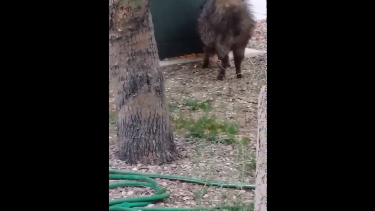 Javelina Eating Chex Mix - YouTube