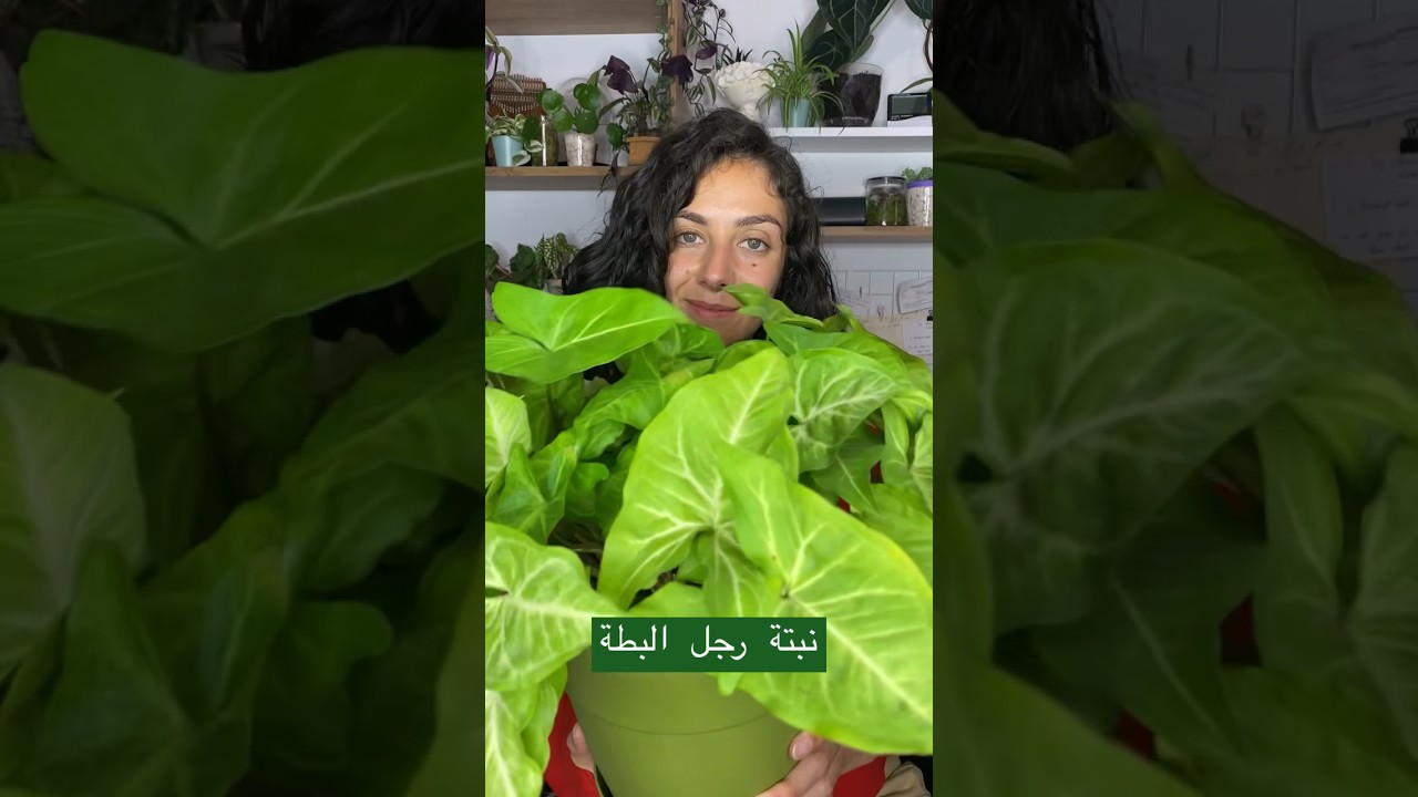 تغيير حوض نبتة رجل البطة/السنجونيوم + خليط التربة المناسبة لها 🌿
