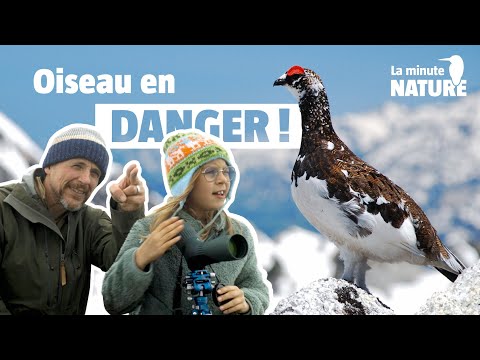 Could this bird disappear?