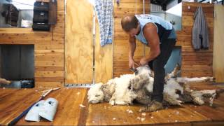 Avington shearing 2012