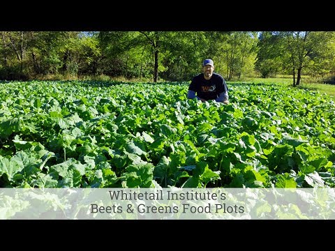 Whitetail Institute's Beets and Greens Food Plots