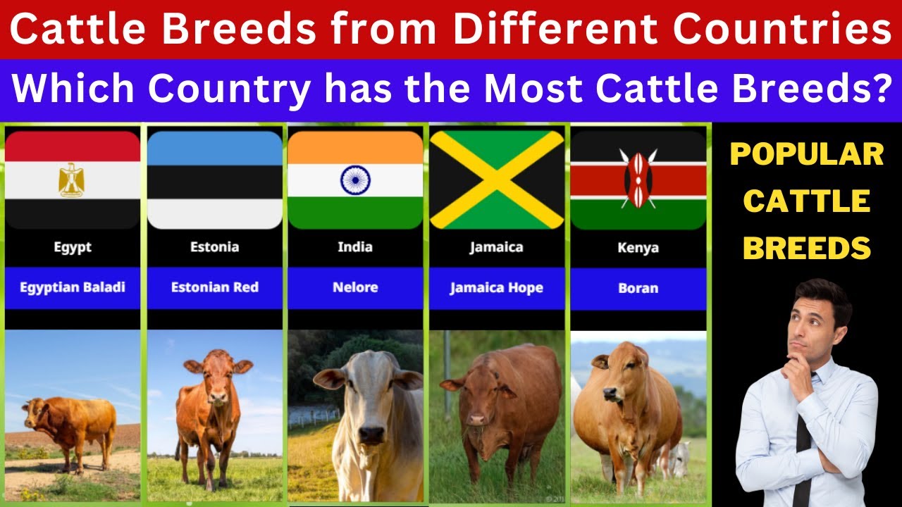 cattle-breeds-from-different-countries-which-country-has-the-most