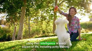 Mastering Potty Training for Highly Intelligent Maltese Puppies by Porch Potty 444 views 4 months ago 44 seconds