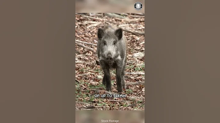 Wild Boar 🐗 The Ferocious Beast Of The Forest!