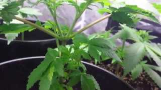 AMVgrow's Trimming Cannabis ep1 how i Trim Cannabis