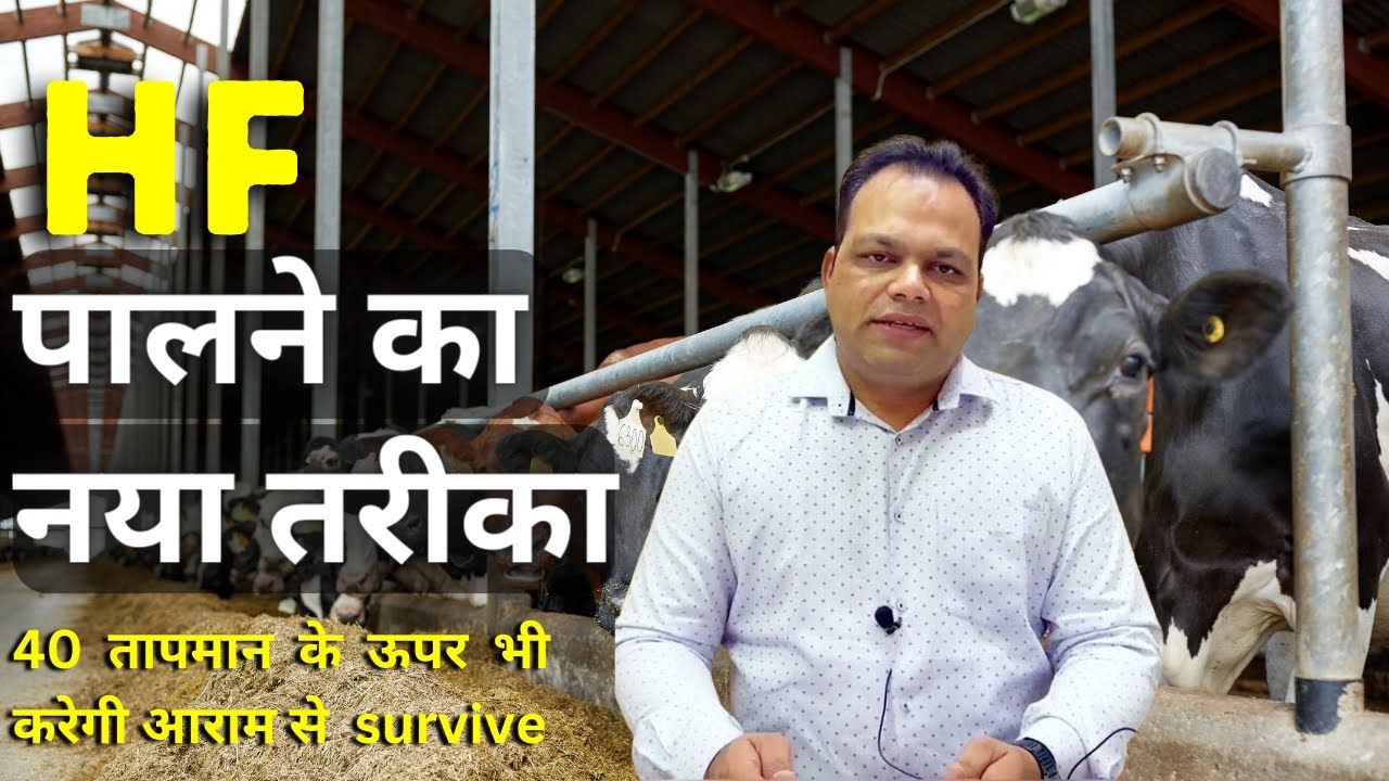 Dairy Mai HF se Lakho kaise kamaye dairy farm mai HF 40 degree mai