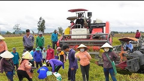 máy cắt 120 lên phà cắt lúa với máy 70 binh tốc độ lúa ô em tập23 #maibangtv