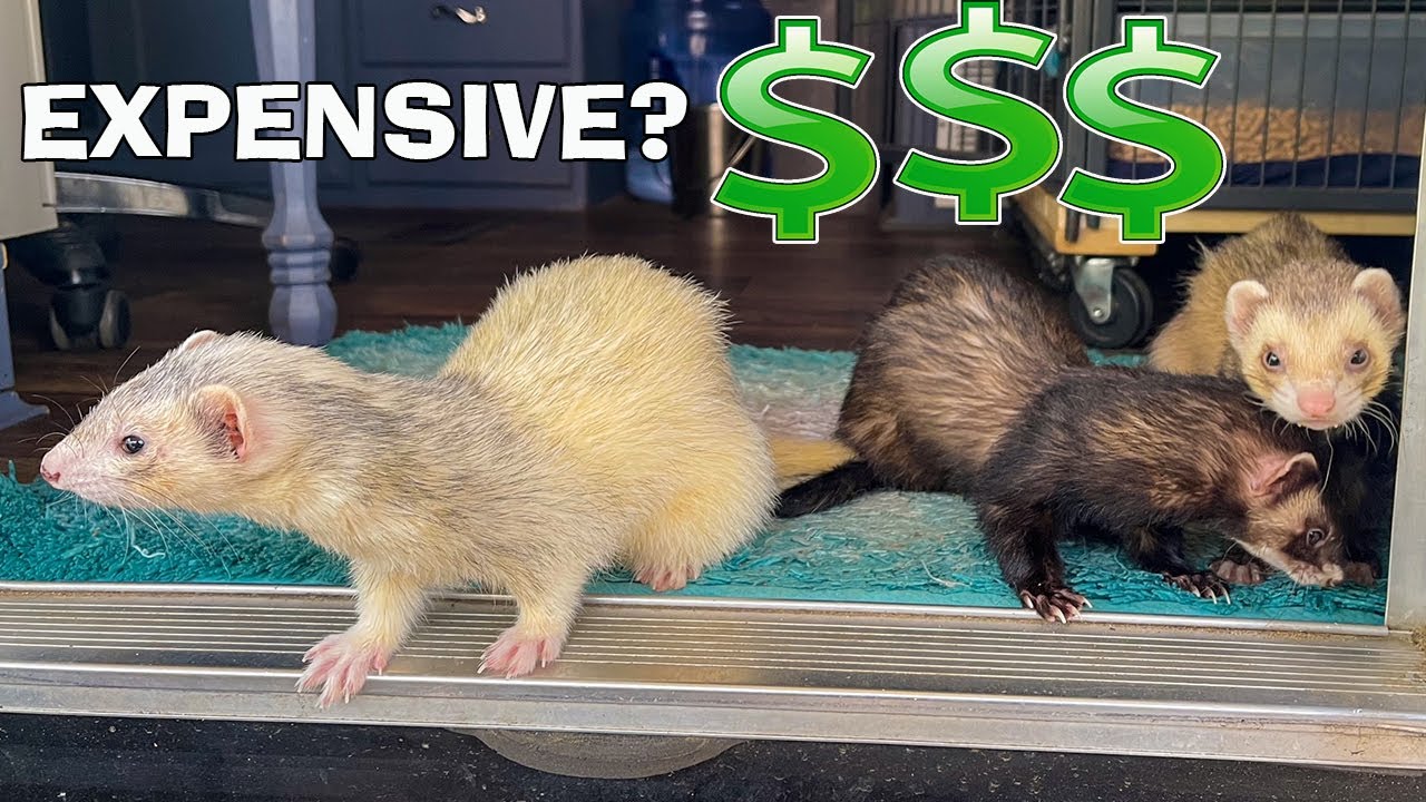 Does PetSmart Sell Ferrets In 2022? (Try This Instead...)