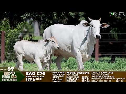 LOTE F97