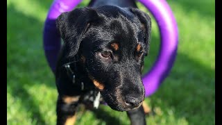 Дресирування Собак. Ягдтерєр Шварц 2,5 Місяці, Перші Заняття