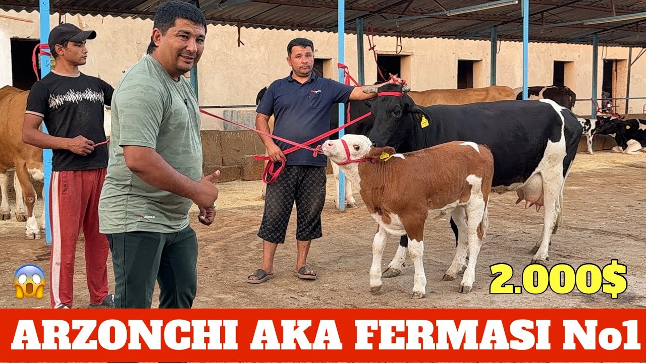 ARZONCHI AKA SIGIRLAR MAKONI SIMENTAL RASISKIY ☎️991064444 ☎️974120909