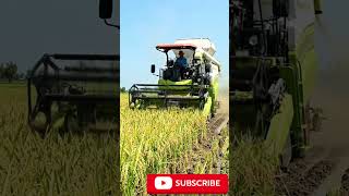 Rice Farming Machine #agriculture #farming