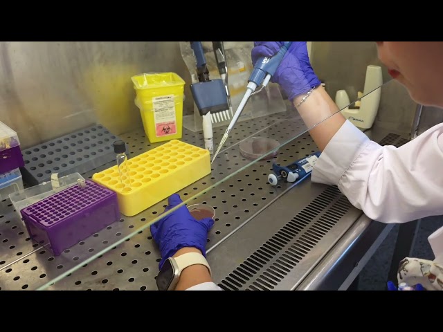 Reposicionamento de Fármacos no combate à Resistência aos Antimicrobianos | IHMT NOVA