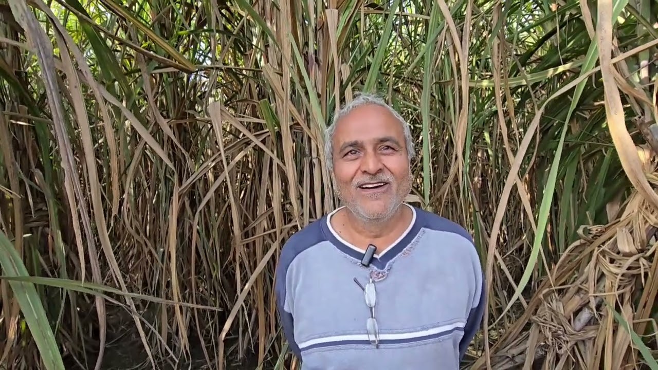 घर से 150 किमी दूर कर रहे हैं जबरदस्त खेती खतौली क्षेत्र का जबरदस्त गन्ना ले रहे हैं अशोक कुमार..