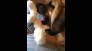 Mr.Sock monkey man gets revenge 🐒🐶 a mojo tale
