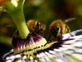 Our precious Nature and Bees; Notre précieuse Nature et Abeilles HD