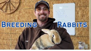 The BEST rabbit breeding advice & techniques! The Expert's Advice by Broken Arrow Farm 434 views 1 month ago 12 minutes, 45 seconds