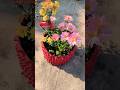 Beautiful Guldaudi Flower Plant ❤️💚 #garden #shorts#plantlover #floweringplant #yt #nature #flowers