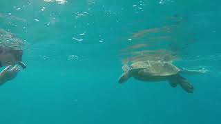 GoPro - Turtle Snorkeling Hawaii 2017 @MadisonDown