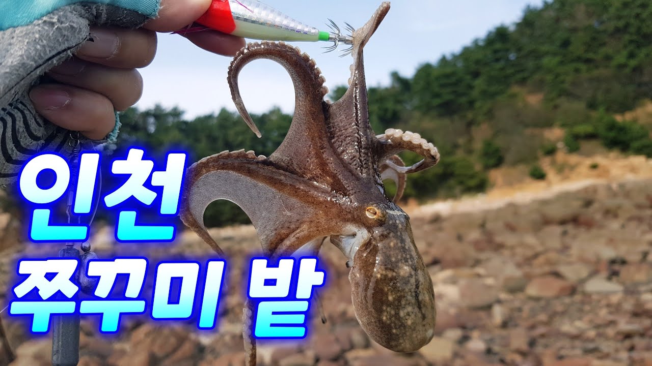 인천 쭈꾸미 포인트 잘 나옵니다