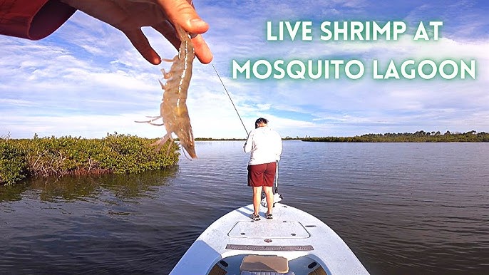 April 2021 Ponce Inlet Port Canaveral Mosquito Lagoon Fishing