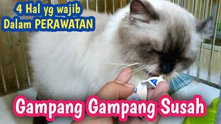 CARA MERAWAT KUCING JANTAN SETELAH STERIL SAMPAI SEMBUH