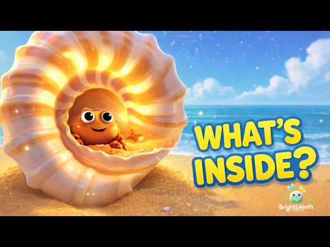 What’s Inside a Seashell? 🐚