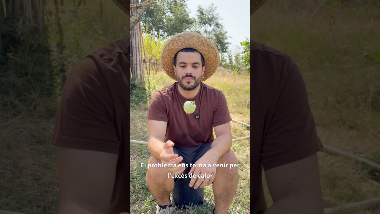 🍅 Per què no et maduren els tomàquets?