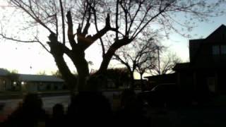 the harlem shake by travis and his weird family