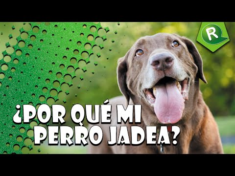 ¿Por qué mi perro jadea? - Aleja Aconseja hqdefault