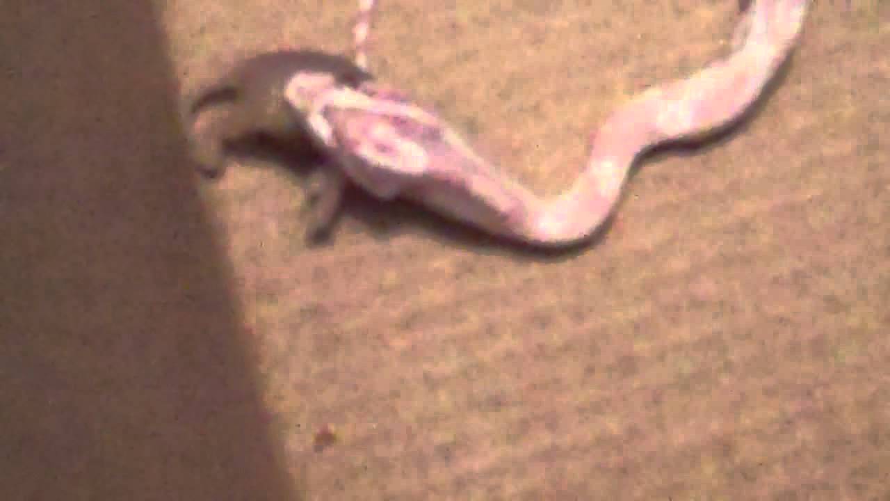 Corn Snake eating pinky YouTube