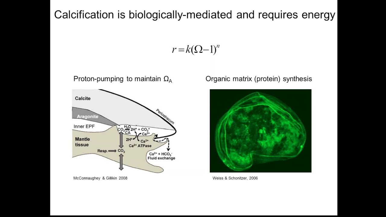Understanding Larval Bivalve Responses to Ocean Acidification-George Waldbusser, OSU
