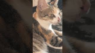 kucing belang hidung pinokio#short