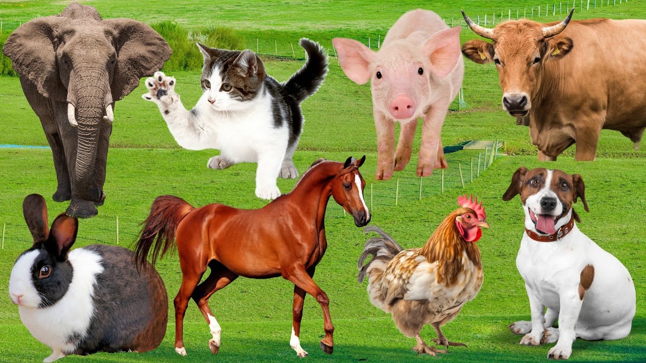 Дружелюбные животные на ферме: курица, кошка, корова, собака, овца, утка - звуки животных на ферме