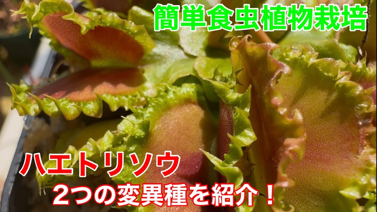 Introducing two mutant species of Venus Flytrap! - YouTube