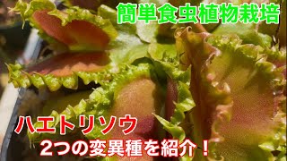 Introducing two mutant species of Venus Flytrap! - YouTube