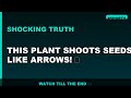 This Plant Shoots Seeds Like Arrows! 🔥