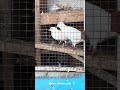 எங்கேயும் காதல் 💕 #vairalvideo #trending #birds #vilogpigeon #pigeonhouse #pets #pigeonlaver #love