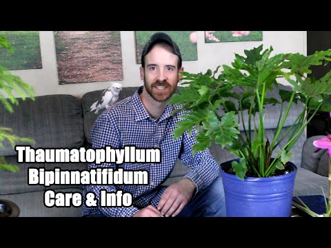 Video: Philodendron Bipennifolium Info: Këshilla për t'u kujdesur për filodendronët fiddleleaf